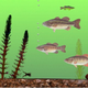 Image for article titled What does the Michigan Fish Test say about you?